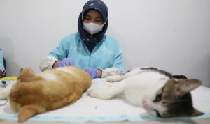 Proses sterilisasi sejumlah kucing