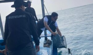183 Ekor Ikan Napoleon Dilepas di Perairan Pulau Panggang