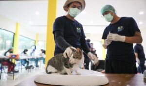 KPKP Jakbar Gelar Sterilisasi Kucing Jantan Pekan Depan