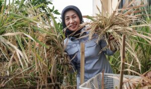 Iin Panen Padi di Rooftop Kantor Lurah Tangki